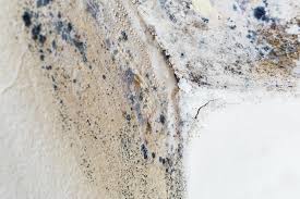  Hampton, AR Mold Removal & Remediation Pros